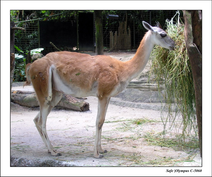 2005 - 06 - Zoo 014.JPG